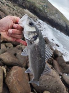 European Bass (Seabass)