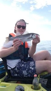 European Bass (Seabass)