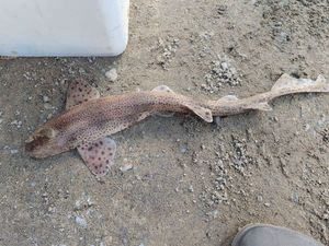 Lesser Spotted Dogfish (Small Spotted Catshark)