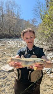Brown Trout