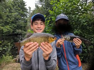 Crucian Carp