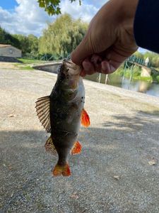 European Perch