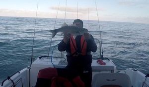 European Bass (Seabass)