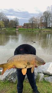 Common Carp