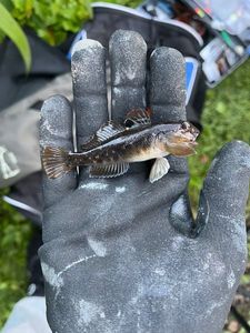 Black Goby