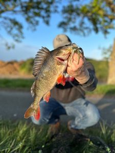 European Perch
