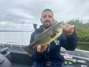 Largemouth Bass