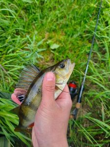European Perch