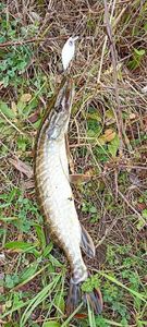 Northern Pike