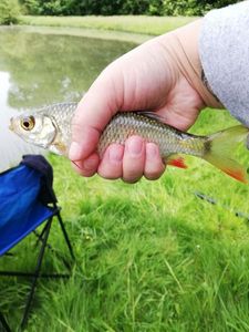 Roach
