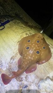 Marbled Electric Ray