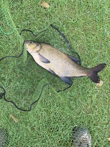 Common Bream