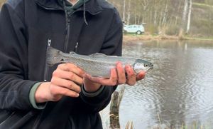 Rainbow Trout