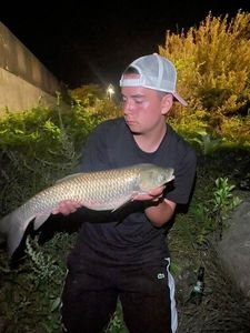 Grass Carp