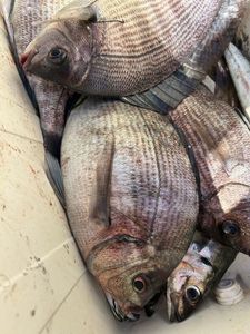Black Seabream