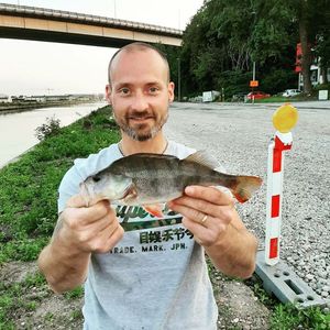 European Perch