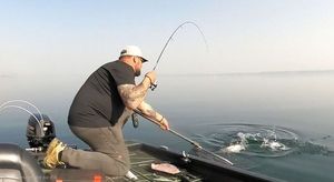 Lake Trout