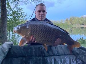 Common Carp