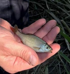Roach