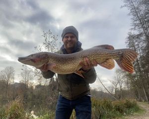 Chain Pickerel