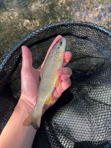 Brown Trout