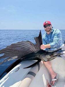 Atlantic Sailfish