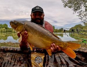 Mirror Carp