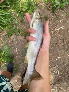 Brown Trout