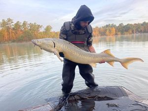 Sturgeon