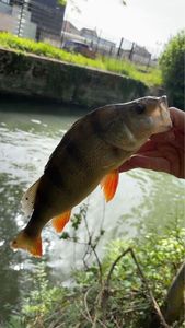 European Perch
