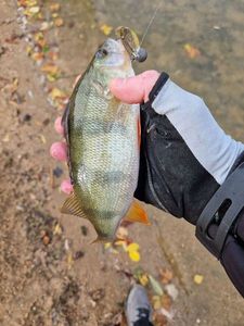 European Perch
