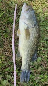 Smallmouth Bass