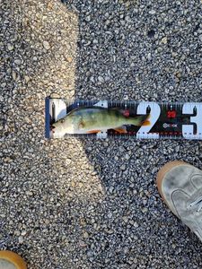 European Perch