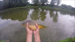 Mirror Carp