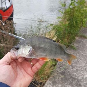 European Perch