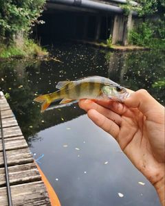 Yellow Perch