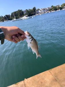 European Bass (Seabass)