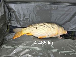 Common Carp