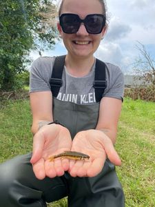 Common Minnow