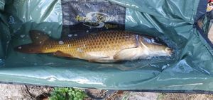 Common Carp