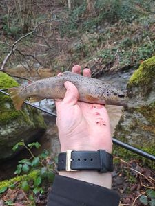 Brown Trout