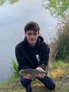 Common Bream