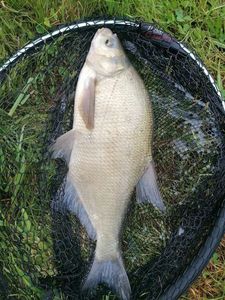 Common Bream