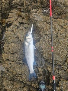 European Bass (Seabass)