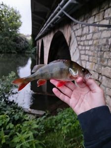 European Perch