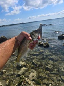 European Bass (Seabass)