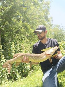 Northern Pike