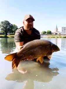 Common Carp