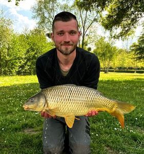 Common Carp