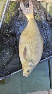 Common Bream
